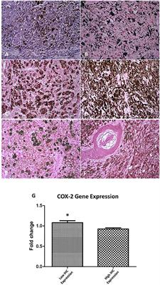 COX-2 Silencing in Canine Malignant Melanoma Inhibits Malignant Behaviour